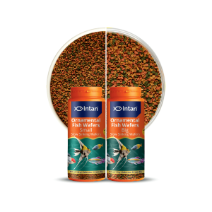 Ornamental Fish Wafers